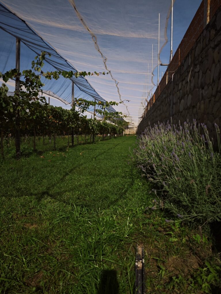 WhatsApp Image 2025-06-05 at 12.17.18 (1)